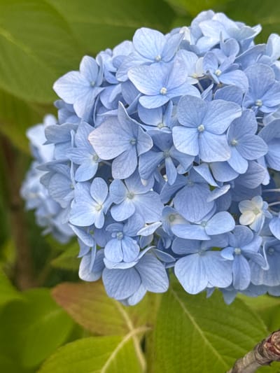This media file is a close-up, eye-level shot of a cluster of light blue hydrangeas. The flowers are tightly packed, forming a voluminous bloom. Each individual flower has multiple delicate, petal-like sepals, many with a lighter hue towards their centers. Some of the sepals are slightly curled or folded, adding texture to the overall shape. The background is dominated by out-of-focus green leaves, with hints of a brown branch visible in the upper right corner. The lighting appears natural, suggesting it was taken outdoors during the day. The overall impression is one of natural beauty and vibrant floral life. The image was captured in Chakvi, Georgia. No people, text, or specific events are depicted.