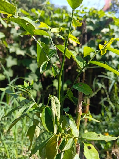 A young plant with slender green stems and leaves dominates the foreground. Many leaves have small holes. A thicker, slightly browned stem supports the plant from the base. Background reveals dense foliage of other plants, creating a blurry green backdrop. Sunlight illuminates the scene, casting light and shadow on the leaves and stems. The overall impression is one of natural growth and vegetation in a wild or untamed setting.