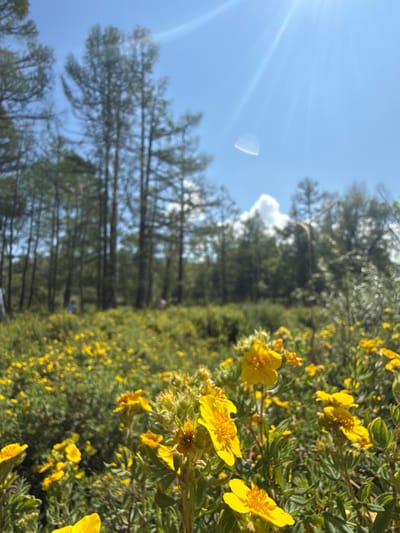 The image depicts a sunny day in a natural setting, likely a meadow or field, with a prominent display of yellow wildflowers in the foreground and midground. These flowers are clustered and appear to be in bloom, with some having visible petals and stamens. Behind the flowers, a dense green landscape stretches out, with various types of vegetation. In the background, a line of tall, slender trees with dark green foliage stands against a bright blue sky. Sunlight streams down from the upper right, creating lens flare and illuminating parts of the scene. The sky is clear except for a few wispy white clouds. The overall impression is one of a vibrant, outdoor environment on a clear day. There are no identifiable people or structures in the image. This scene could be consistent with natural areas near Bichiktu-Boom, Russia, which is known for its natural landscapes.