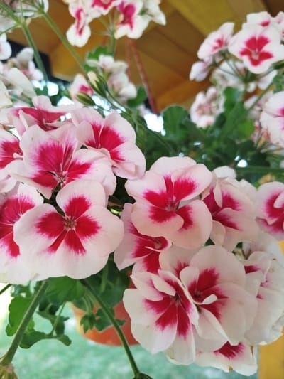 A close-up shot captures a cluster of white and pink flowers, likely geraniums, with vibrant red centers. The blossoms are arranged densely, some in focus and others slightly blurred. Green leaves and stems are visible, intertwined with the flowers. The background features a yellow ceiling or overhang, a hint of an orange pot, and a softly blurred green area that could be grass or foliage. The overall impression is of a bright, natural setting, possibly a porch or garden area, in MZ Petrov Gaj, Bosnia and Herzegovina. There are no people or animals in the image.
