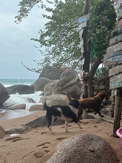 A beach scene features a group of dogs interacting near rocks and trees. One dog is predominantly brown, while another is black and white. Waves gently crash against the rocks. Above, a wooden structure displays a collection of signs, and dense foliage covers the trees. The overcast sky contributes to the muted lighting of the scene. The composition is slightly tilted, with the shoreline running diagonally across the frame.