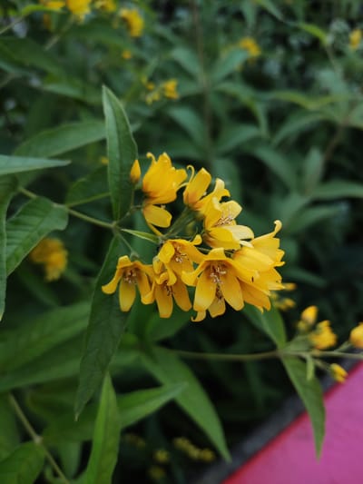 The image displays a close-up view of a cluster of bright yellow flowers with delicate petals and visible stamens. The flowers are arranged on a stem amidst lush green foliage, creating a natural and vibrant scene. The background is softly blurred, emphasizing the sharpness and detail of the flowers in the foreground. A hint of a pink object, possibly a bench or railing, is visible in the lower right corner of the image, suggesting an outdoor setting. The overall impression is one of natural beauty and tranquility, typical of a garden or park environment. The image does not contain any people or specific landmarks that would allow for pinpointing a location within Polatsk, Belarus.