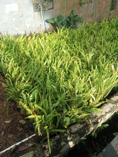 A vibrant patch of ferns flourishes beside a stone wall. Their fronds, predominantly green with hints of yellow and brown, densely fill the space. A thin, white pipe rests amidst the ferns on the left. A small tree clings to the wall, positioned above the ferns. A concrete ledge borders the fern patch on one side. Overall, the scene displays a lush and verdant green space.