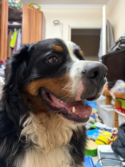 The image shows a close-up of a Bernese Mountain Dog's face. The dog has a tri-color coat with black, white, and tan markings. Its mouth is open, and its tongue is visible. The dog is looking to the right of the frame. The background appears to be an indoor setting, possibly a room in a house, with furniture and household items visible. The location of Nakhabino, Russia is not depicted in the image.