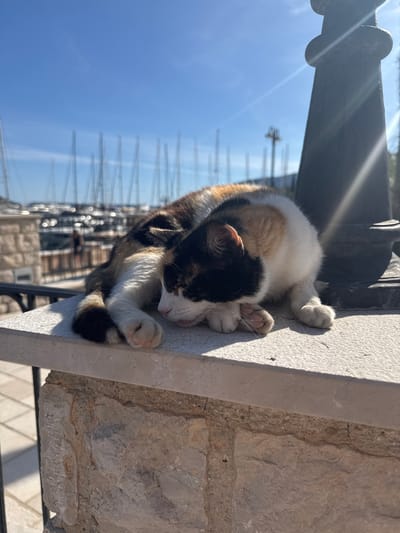 A tortoiseshell cat is curled up on a stone ledge, possibly a balcony or wall, with a marina visible in the background. The cat's head is tucked into its body, and its paws are visible. The ledge is light gray, and the stone wall behind it is rough and textured. In the background, numerous masts of sailboats or yachts are visible against a blue sky. This scene appears to be in Meljine, Montenegro. A dark metal rail is above the cat.