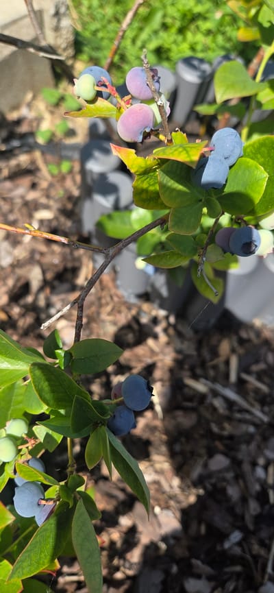 This is a close-up, eye-level, horizontal shot of ripening blueberries on a bush. The camera is angled slightly downwards, focusing on the fruit and foliage. The scene is outdoors, with dappled sunlight suggesting a bright, possibly sunny day.
The main subjects are clusters of blueberries in various stages of ripeness. Some are a pale green, while others are transitioning to a reddish-pink, and many are a deep blue, indicating they are ripe or nearly ripe. The blueberries are attached to thin, brown stems, surrounded by vibrant green leaves. Some leaves show hints of yellow and red at the edges, possibly indicating early autumn colors or stress.
The background is blurred, but it appears to be a garden or natural setting. There is dark brown mulch or soil covering the ground, with some dried leaves and twigs visible. In the further background, indistinct grey shapes suggest pots or garden furniture, and a blurry green area might be other plants or grass. A very faint spiderweb is visible on one of the leaves.
No people or animals are visible. The setting is likely a backyard garden in Manderbach, Germany, given the provided location context. The time of day is likely mid-morning to late afternoon, given the quality of the sunlight. The overall mood is peaceful and natural, highlighting the growth and ripening process of the fruit. There is no visible text in the image.