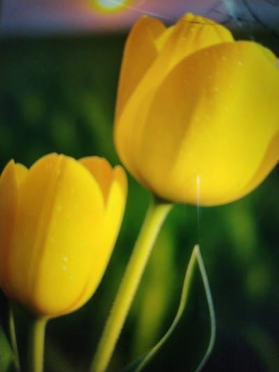 The image is a close-up of two yellow tulips with dew drops on their petals. The background is a blurred green foliage. The lighting suggests it's either early morning or late afternoon. There is a bright, diffused light source in the upper left corner of the image. The image does not contain any information or visual cues that would allow for the determination of its location within the city of Qorowul, Uzbekistan.