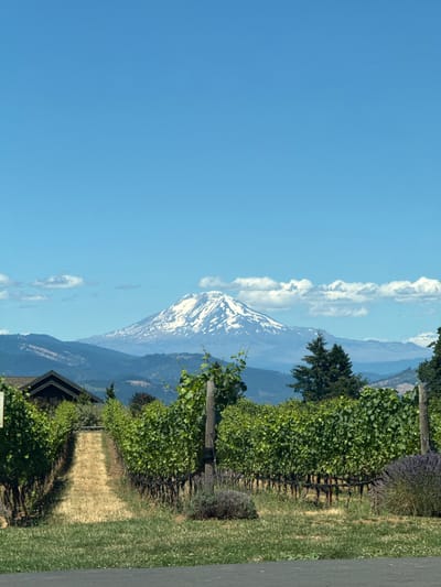 A scenic view of a vineyard with Mount Hood in the background is depicted under a clear blue sky with scattered clouds. The foreground features rows of lush green grapevines leading towards a path with dry grass. To the left, a dark-roofed building is partially visible. In the mid-ground, a majestic snow-capped mountain, Mount Hood, rises prominently, framed by layers of rolling hills and evergreen trees. The sky is a vibrant blue, with fluffy white clouds adding depth to the scene. The location is the Hood River Valley in Oregon, United States.