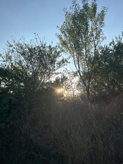 The image shows a natural scene with a clear blue sky above. Sunlight filters through the leaves of several trees, creating a bright flare in the center of the frame. The trees are of varying heights and densities, with some branches bare and others full of green leaves. In the foreground, tall dry grasses and some flowering weeds create a textured ground cover. The overall impression is that of a sunlit clearing or edge of a wooded area, likely during late afternoon or early morning given the low angle of the sun. The location is identified as Sadovoe, Moldova. There are no people or visible structures in the image.