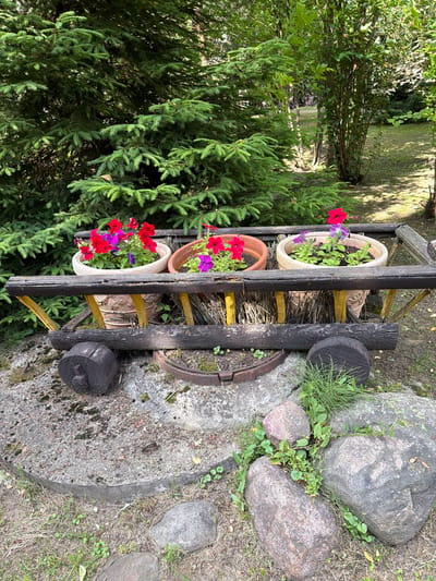 A weathered wooden cart, repurposed as a planter, sits on a patch of ground covered in dry grass and moss. The cart, with two dark wooden log wheels, holds three ceramic pots filled with blooming petunias in shades of red and purple. The cart is positioned in front of a dense evergreen tree, likely a spruce, with its branches framing the top of the scene. In the background, more trees and foliage suggest a natural, park-like setting. Large stones and a circular concrete structure are visible around the cart, hinting at a landscaped area. The lighting suggests it is daytime, with dappled sunlight filtering through the trees. The scene appears to be in a garden or park in Novy Gorodok, Russia. There are no people visible in the image.