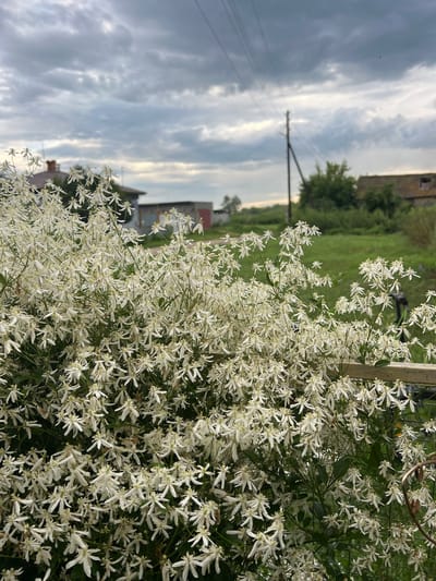 The image depicts a dense bush of small white flowers, likely Clematis, in full bloom. The flowers are star-shaped with delicate petals and many of them are in focus, creating a soft, ethereal effect. The bush is positioned in the foreground, obscuring much of the background.
The background reveals a rural scene in Pivkino, Russia. A wooden fence post or support is visible to the right of the flower bush. Beyond the flowers, a green grassy field stretches out, dotted with trees. In the distance, there are several buildings, including what appears to be a weathered brick structure with a damaged roof, suggesting a rural or semi-abandoned farmstead. A utility pole with power lines stretches across the landscape, indicating the presence of infrastructure.
The sky is overcast with dramatic, streaky clouds, hinting at impending rain or a recent storm. The lighting is diffused, suggesting it is either early morning or late afternoon, possibly around dusk or dawn, given the soft light and the slightly muted colors. There are no people or animals visible in the image. The overall mood is serene and natural, with a touch of melancholic beauty due to the somewhat derelict buildings in the background.