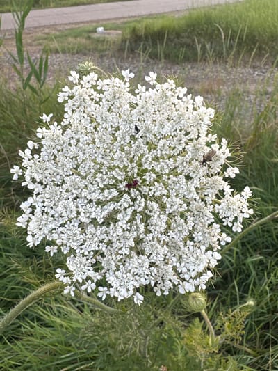 A close-up, top-down view of a Queen Anne's Lace flower is captured. The flower, a white umbel composed of many tiny blossoms, dominates the frame. A few small insects, one dark and brown and another black, are visible resting on the petals. In the center of the flower, a single dark purple blossom stands out. The background is a blur of green grass, suggesting an outdoor, natural setting. To the left of the flower, a strip of textured, light brown ground with hints of gravel leads away from the viewer, possibly a path or road. The lighting appears to be natural daylight, casting soft shadows. The overall impression is of a serene moment in nature, highlighting the intricate beauty of the wildflower. No text is visible in the image. The location context is NovoTersky, Russia.