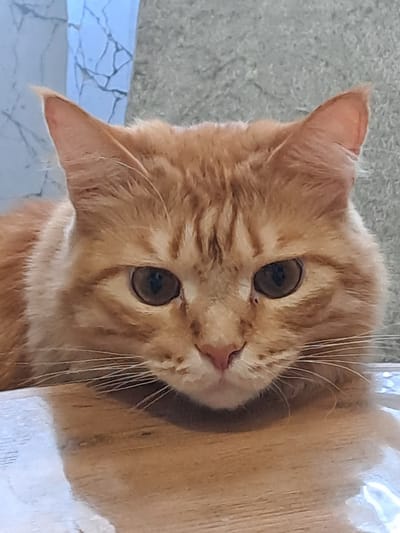 A close-up, slightly rotated, portrait shot features an orange tabby cat. The cat is looking directly at the viewer with large, round eyes. Its fur is visibly patterned with lighter and darker shades of orange. The background is indistinct, but suggests a light-colored wall or surface on the left and a wooden surface on the right. Location is unknown.