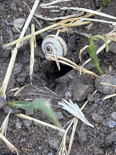 This is a close-up, high-angle photograph taken outdoors of ants and a snail on the ground, with dry grass and small rocks scattered around. The ground appears to be dark soil, with various shades of gray and brown rocks and pebbles. Several black ants are visible, some clustered around a small dark opening in the ground, while others are moving across the surface. A small snail with a striped shell is positioned on the left side of the frame. Pieces of dry, light-colored grass are interspersed throughout the scene, some lying flat on the ground and others standing upright. A few green blades of grass or plant shoots are also present, adding a touch of color. The lighting suggests it might be daytime, possibly overcast, given the lack of harsh shadows. The focus is sharp on the subjects in the foreground, with the background slightly blurred. The overall impression is one of a miniature natural environment observed from a low perspective. There is no visible text in the image. The location context provided is Zhirnov, Russia.