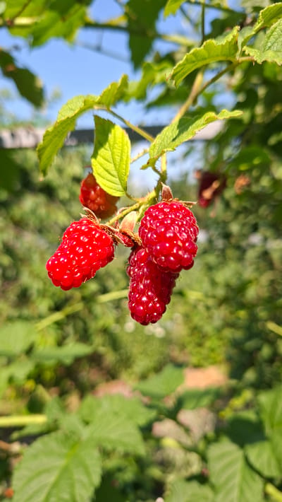 This media file is a photograph taken outdoors in Bălășești, Moldova. The primary subjects are several ripe raspberries hanging from a branch, with green leaves and stems visible. In the background, out of focus, is lush green foliage, suggesting a garden or natural setting. The sky is visible in the upper left portion of the image, appearing clear and blue, indicating daytime.
The raspberries are a vibrant red color, with a textured surface composed of drupelets. They appear to be freshly grown and ready for harvest. The sunlight catches the raspberries and leaves, creating highlights and shadows that give the image depth. The overall impression is one of natural abundance and the simple beauty of fruit growing on the vine.
There are no people or specific activities depicted in the image. The setting is natural and rural, typical of a garden or farm environment. The time of day is clearly daytime due to the bright sunlight and clear blue sky. There is no visible text in the image. The focus is on the detailed texture and color of the raspberries and their surrounding plant life.