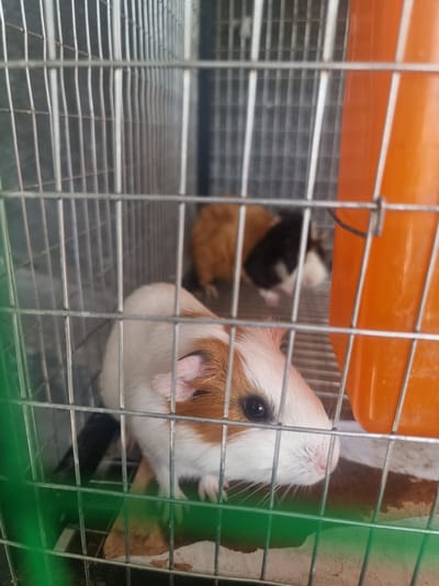 In the city of Uychi, Uzbekistan, a guinea pig cage is depicted. The cage is made of silver metal bars and a green plastic base. Inside the cage, there are three guinea pigs. One guinea pig, in the foreground, is white and brown with a black eye and a pink nose. Another guinea pig, in the background, is brown and white. The third guinea pig, also in the background, is black and white. An orange plastic feeding bowl is attached to the side of the cage. The floor of the cage appears to be covered in wood shavings and some scattered food pellets.