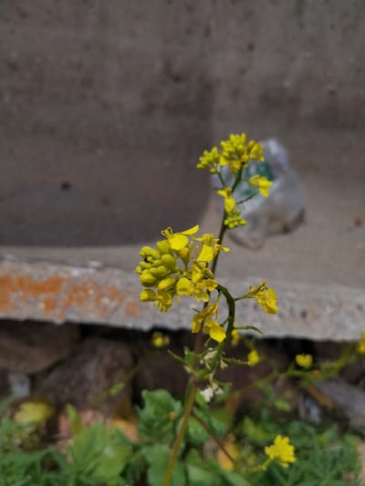 This is a close-up, eye-level, outdoor shot of a cluster of small yellow flowers, likely wildflowers, with a blurred background. The flowers are growing on thin green stems and appear to be in various stages of bloom, with some buds and some fully open petals. The flowers are a vibrant yellow, contrasting with the muted tones of the background.

The background consists of a rough, grey concrete wall or structure, with some patches of rust-colored discoloration visible on a lower ledge. Below this ledge, there are darker, rough-textured stones or rocks. Further down, there is green foliage, also out of focus, suggesting a natural setting or garden. A crumpled, translucent plastic object is visible in the upper right background, also blurred.

The lighting appears to be natural daylight, possibly suggesting it's daytime. The overall impression is one of a simple, natural scene, perhaps in an urban or semi-urban environment given the presence of concrete. No people, animals, or specific text are visible. The image is focused on the delicate beauty of the small yellow flowers.