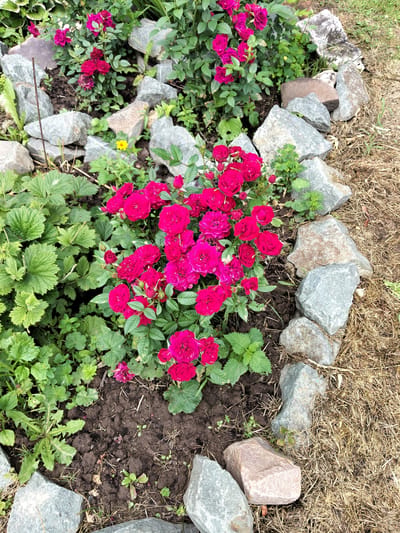 In the city of Pol'tso, Russia, a garden bed features a cluster of bright pink roses interspersed with green foliage. The bed is bordered by rough-hewn grey and tan stones, some of which are partially embedded in the dark soil. Beyond the garden bed, dry, golden grass covers the ground. A small yellow wildflower is visible amongst the roses and stones. The scene appears to be a close-up view of a well-maintained garden area.