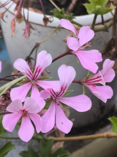A close-up shot features a cluster of delicate, pale pink flowers with darker pink veining in their petals, set against a blurred background of a white pot and green foliage. The flowers have a five-petal structure, with some petals appearing slightly heart-shaped. One flower in the upper right has a tiny black insect resting on a petal. The lighting suggests an outdoor setting, possibly a garden or balcony. The image does not contain any information about the city of Dobrogea Veche, Moldova, or any people.