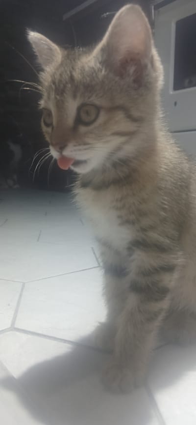 An indoor, close-up, medium shot captures a tabby kitten in profile, its head tilted slightly upwards and to the left. The kitten's mouth is open, with its pink tongue extended in a gesture that appears playful or perhaps indicative of thirst. Its large, amber eyes are focused, and its ears are perked forward. The fur is a mix of grey and brown tabby stripes, with a white patch on its chest. The kitten is positioned on a tiled floor, which appears to be made of hexagonal tiles, with grout lines visible. A shadow of the kitten is cast on the floor to its lower left. The background is dark and out of focus, suggesting an indoor setting, possibly a room with some equipment or furniture. The lighting is dim, with a spotlight effect highlighting the kitten. The scene is devoid of any human presence or interaction.