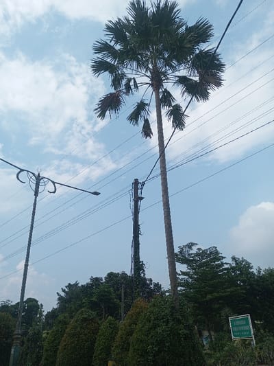The image captures an outdoor scene dominated by a tall palm tree against a bright, cloudy sky. The sky, a clear light blue, is dotted with scattered white clouds, suggesting fair weather during the daytime.
In the foreground and midground, several prominent structures are visible. On the far left, a dark grey or black ornate streetlight with a decorative top and an arm extending rightward stands tall. To its right, a dark utility pole, possibly made of wood or metal, is partially obscured by climbing vines or foliage. Numerous thin, dark power lines crisscross the sky, connecting to the utility pole and possibly extending towards the streetlight, creating a network of wires across the upper and middle sections of the frame.
The most striking feature is a very tall, slender palm tree positioned on the right side of the image. Its trunk is straight and light brown, reaching high into the sky. The crown of the palm tree features numerous fan-shaped green leaves, some of which appear slightly brown or dry at their tips or edges. A few smaller, lower fronds are also visible along the trunk, suggesting older leaves.
At the bottom of the image, a dense line of dark green foliage forms a lower boundary. These appear to be trimmed bushes or small, well-maintained trees. Behind these, a variety of other taller trees with darker green leaves are visible, adding depth to the greenery.
In the bottom right corner, a green rectangular sign with white text is partially visible, leaning slightly to the right. The text on the sign, though partially cut off, reads:
"PEBUMIAN" (The first word is somewhat obscured, possibly "PERUMAHAN" or similar)
"RUSUN PEKERJA" (Rusun typically refers to "Rumah Susun" or apartment buildings)
"ITB (MIM) KAB. TAI" (ITB is a prominent university in Indonesia, "KAB." likely means "Kabupaten" or district, suggesting a location or affiliation).