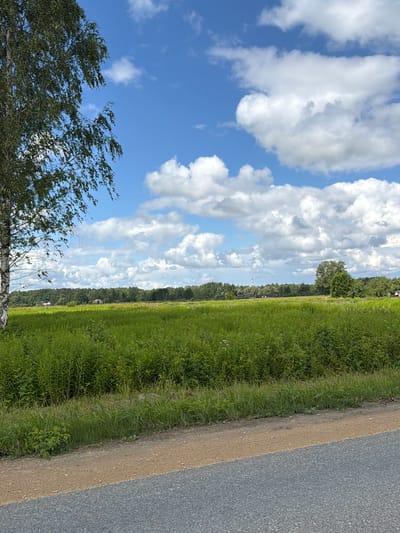 The image depicts a rural landscape under a partially cloudy blue sky. In the foreground, a paved road transitions to a gravel path bordering a dense field of tall green vegetation. To the left, a prominent birch tree with its distinctive white bark and green leaves stands tall. In the middle ground, the expansive green field stretches towards a line of trees forming the horizon. Scattered within the field, faint white specks suggest small wildflowers. Distant structures, including what appears to be a red and white striped tower or lighthouse, and several buildings, are visible through the trees. The overall environment is one of natural, open space, consistent with a countryside setting like Jaunsaurieši, Latvia.