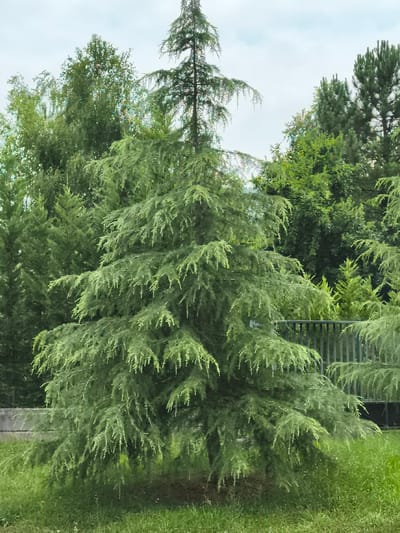 The image shows a large, mature coniferous tree with drooping branches in the foreground, set against a backdrop of various other trees and foliage. The sky is overcast, suggesting a cloudy day. In the middle ground, a dark metal fence runs horizontally across the frame, partially obscured by the branches of the foreground tree and other vegetation. The ground is covered with lush green grass. The specific location in the city of Amorebieta-Etxano, Spain, is not discernible from the image alone, as it is a general outdoor scene featuring common elements of a park or garden. There are no people or animals visible in the image, nor any specific activities taking place. The image is a static, observational record of a natural environment.