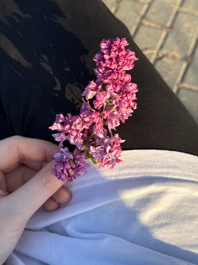 A close-up shot shows a cluster of pink and purple lilac flowers resting on the dark-clad leg of a person seated near a paved surface in daylight. The person holds part of the lilac cluster in their hand. A white, loosely draped piece of fabric also rests on the person's leg. The location is not discernible as Ленино, Russia from the visual information provided.