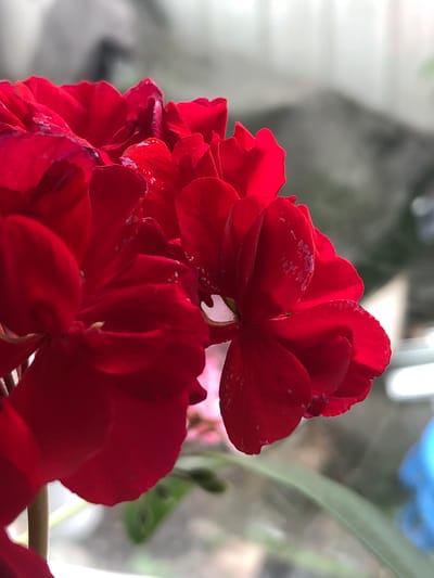 The image is a close-up, eye-level shot of vibrant red geranium petals. The petals are detailed, showing some lighter speckles and slight imperfections. The background is blurred and out of focus, suggesting an outdoor or windowsill setting with diffused light. A thin, light-colored stem is visible on the left side, and hints of green foliage and a light gray textured surface are present in the background, possibly a wall or a fence. There are no people or animals visible in the image. The scene appears to be a static, natural composition. The location in Пионерский, Russia, is not visually identifiable within the frame.