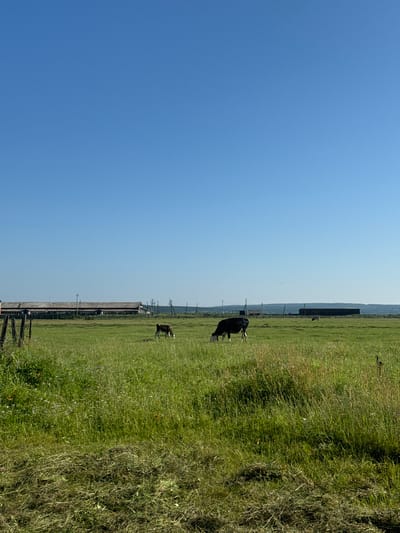 The image depicts a vast, sunlit green field with tall grass, suggesting a rural or agricultural setting. In the mid-ground, two cows are grazing. One cow is black and white and positioned to the right of the frame, while a smaller, lighter-colored cow is to its left. In the background, a long, low-lying building complex, possibly a farm or industrial structure, stretches across the horizon under a clear, bright blue sky. The foreground is dominated by the textured green grass, with some areas appearing to have been recently mown. The overall impression is one of an open, rural landscape on a clear day.