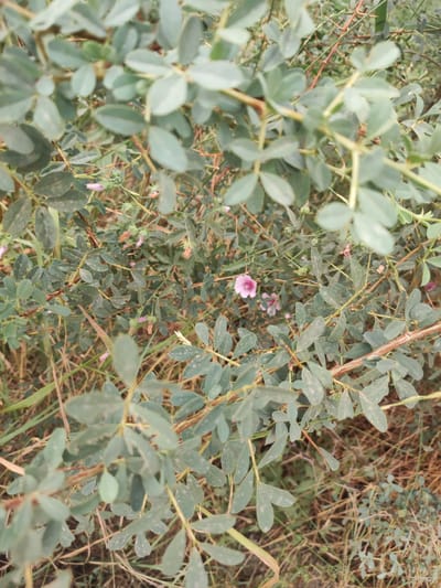 This is a close-up, eye-level, outdoor shot of a plant with small, light pink flowers and numerous oval-shaped, dusty green leaves. The plant has thin, woody stems with some reddish-brown accents. The background is a blur of more of the same plant, dry grass, and soil, suggesting an uncultivated area, possibly a roadside or field. The lighting appears natural and diffused, indicating it might be daytime. The scene is devoid of any human presence or activity. The image was captured in Pakhtachi, Uzbekistan, a region known for its agricultural landscape and arid climate.