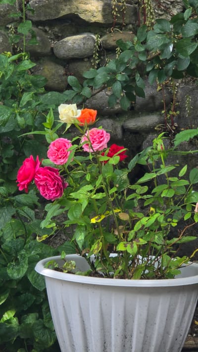 In Kilkenny, Ireland, a white plastic planter holds a rose bush in bloom. The roses display a variety of colors including hot pink, fuchsia, bright orange, light yellow, and red. The planter sits against a rustic stone wall, softened by trailing vines and lush green foliage. The scene is captured in daylight.
