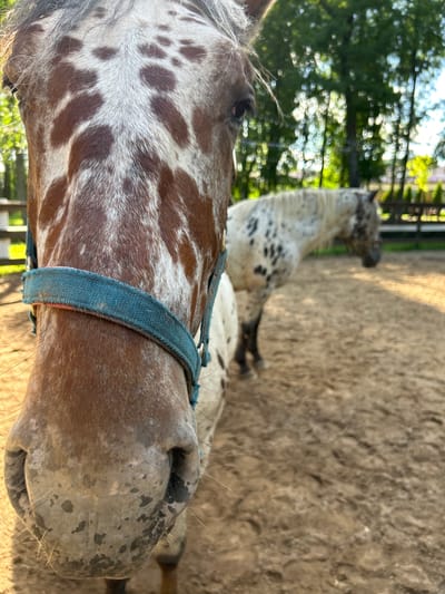 In this close-up, low-angle shot, two appaloosa horses are the primary subjects. The horse in the foreground, viewed from the side and very close up, displays a distinctive brown and white spotted coat. A blue halter is visible around its neck and head. Its muzzle, with its characteristic mottled dark and light patches and long whiskers, is prominently featured.
Behind the foreground horse, another appaloosa, with a white coat covered in dark spots, is partially visible. It is looking away from the camera, with its head raised. Both horses are in an outdoor enclosure, likely a paddock or arena, with a sandy or dirt ground. In the background, out of focus, are green trees and a wooden fence. The lighting suggests it is daytime, with sunlight casting shadows and highlighting the texture of the ground and the horses' coats. The scene appears peaceful, with the horses seemingly relaxed in their environment. There is no visible text in the image.