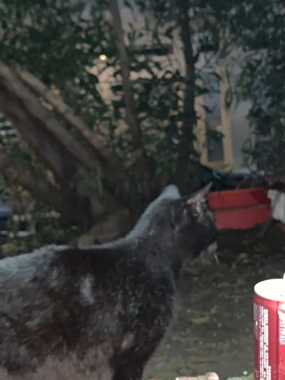 A dark-colored cat is positioned close to a red-handled bird feeder, possibly attempting to reach its contents. The cat's fur is a mix of dark gray or black with some white patches. The feeder itself appears to be a cylindrical container. In the background, branches and foliage create a dark, slightly blurred backdrop, and a building window is visible on the left. The overall image is somewhat dimly lit.