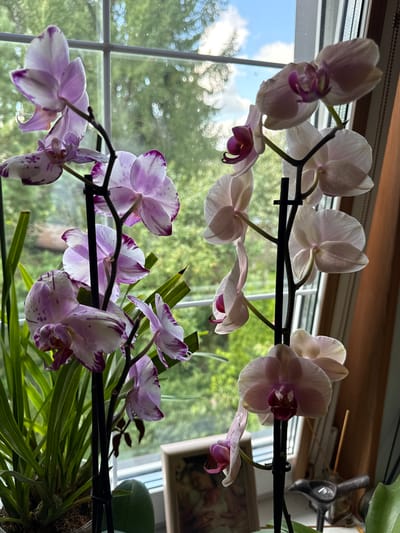 Two orchid plants are on display in front of a window in what appears to be a home in Залесье Снт, Russia. The orchid on the left has white petals with purple tips and spots. The orchid on the right has pale pink petals with dark pink centers. The background shows trees and sky through the window.