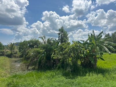 A sunny day in Tambon Phraek Ha, Thailand, is captured in this image. The sky is a vibrant blue, dotted with fluffy white cumulus clouds. Below, lush green grass covers the foreground, leading to a murky, shallow body of water filled with aquatic plants. A dense collection of tropical vegetation, including banana trees and palms, forms a thick line between the water and the open grassy field. In the distance, more trees and a hint of hills can be seen under the bright sky.