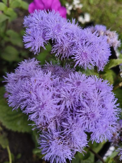 The image shows a close-up view of several fluffy, lavender-colored flowers. The flowers are in clusters, with many thin petals radiating outwards. The background is a blurred mix of green leaves and darker soil or shadows, with a hint of a bright pink flower in the upper left corner. The lighting suggests it is daytime. There is no indication of the city of Petrovsk, Russia in the image.