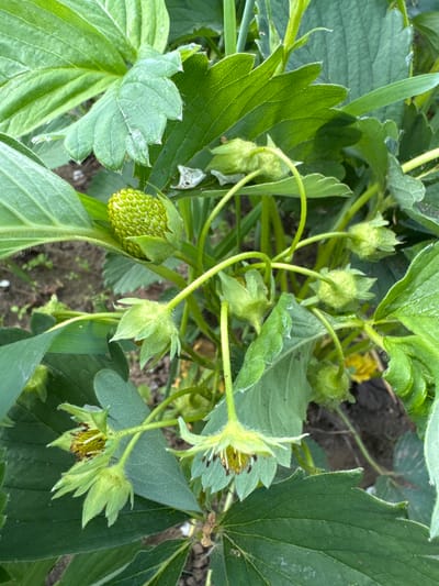 The image shows a close-up view of a strawberry plant in what appears to be an outdoor garden setting. The plant has large green leaves with prominent veins. Several immature green strawberries are visible, some still in the bud stage and one young fruit that is beginning to form. There are also some wilted or spent flowers. The ground beneath the plant is dark and appears to be soil. The lighting suggests it is daytime, with natural light illuminating the scene. The location is identified as Luptyug, Russia.
