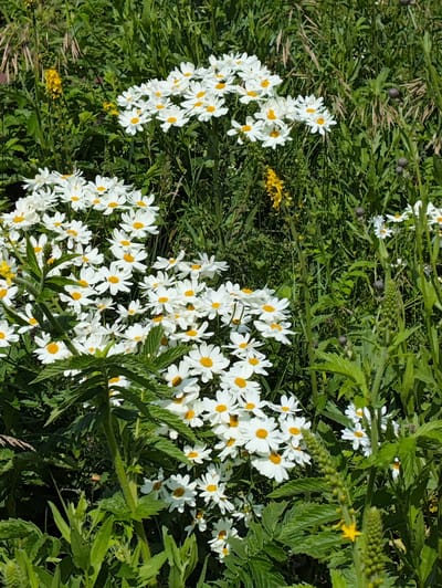 This is a close-up, eye-level, outdoor, daylight photograph of a dense cluster of white daisies with yellow centers, interspersed with green foliage and grasses. Some yellow wildflowers are visible in the background. The scene is located in Novo-Uryusaevo, Russia, suggesting a natural, potentially rural or park-like setting. There are no people or animals present in the image. The focus is on the floral arrangement, capturing the textures and colors of the flowers and vegetation.