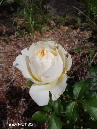 A close-up, high-angle shot shows a white rose with a yellow center, blooming in a garden. The rose is positioned in the lower-center of the frame, with its petals partially unfurled. Its stem is green, and some green leaves are visible in the foreground. The background is blurred, featuring dry brown earth, scattered leaves, and blades of grass, suggesting a natural outdoor environment. The bottom left corner of the image displays the text "Infinix HOT 30i". The lighting indicates it is daytime, likely sunny, casting shadows on the rose petals. This scene could be located in Kedrovy, Russia, given the presence of the Infinix HOT 30i watermark, a smartphone brand not widely distributed in Russia.