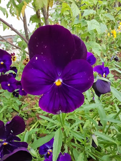 This is a close-up, eye-level, outdoor photograph of deep purple pansies with yellow centers, blooming amongst lush green foliage. The central, most prominent pansy is large and vibrant, with its petals slightly unfurled to reveal the bright yellow stamen. Other pansies, in varying shades of purple and some with bi-colored petals, are visible in the background and foreground, some in sharp focus and others softly blurred. The background includes green leaves, branches of a bush or tree, and hints of the ground or planters, suggesting a garden setting. The lighting appears to be natural daylight, creating soft shadows and highlighting the velvety texture of the petals. There are no people or animals present in the image. The scene depicts a common garden flower in full bloom. The photograph is taken in Afanasyevo, Russia.