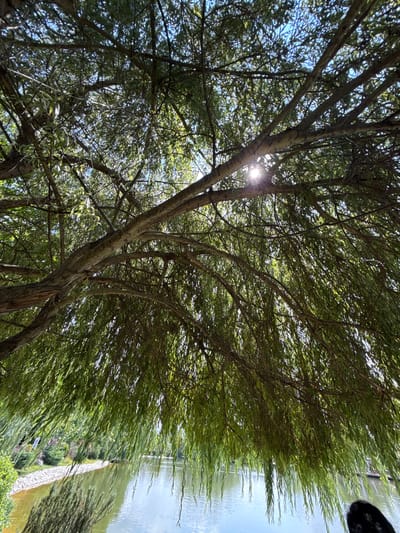 The image displays a view from beneath the weeping branches of a large tree, looking out towards a body of water. Sunlight filters through the leaves, creating dappled patterns. The water's surface reflects the sky and surrounding greenery. On the far bank of the water, a retaining wall made of light-colored stones is visible, with more vegetation beyond it. The overall scene suggests a tranquil, natural setting within the city of Mirikənd, Azerbaijan.