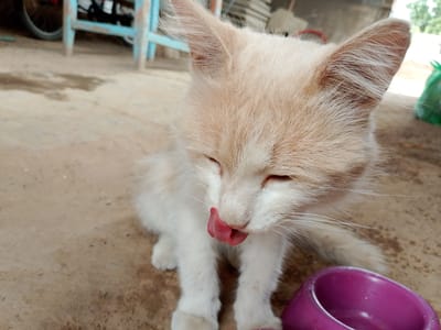 A fluffy, light-colored kitten with closed eyes is licking its nose, with its pink tongue extended. The kitten is sitting on a dirt ground, with its paws visible in the foreground. To the right of the kitten is a bright purple bowl, partially in view. In the background, a blue wooden structure is visible, along with a bicycle wheel and a green plastic bag. The environment appears to be outdoors, possibly in a yard or alley. The image does not provide information about the specific location within Verkhniy Baskunchak, Russia, but suggests a rural or semi-rural setting.