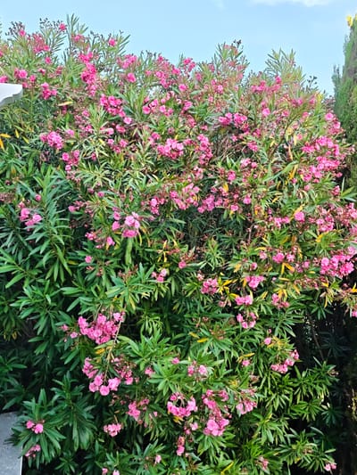 The image shows a dense bush of pink oleander flowers in full bloom, interspersed with lush green foliage. The bush is heavily laden with clusters of small, bright pink flowers, and some unopened buds are also visible. The leaves are long, narrow, and lance-shaped, typical of the oleander plant. In the upper portion of the image, a clear light blue sky with a few wispy white clouds is visible. To the right of the bush, a portion of a tall, dark green evergreen tree, possibly a cypress, can be seen. A white architectural element, likely part of a building or structure, is partially visible on the left side of the frame. The image appears to be taken outdoors during daylight hours, with the natural light illuminating the scene. The bush is a dominant feature, filling most of the frame. The environment suggests a Mediterranean climate, consistent with locations like Ramatuelle, France, known for its coastal vegetation and flowering shrubs. There are no people or animals present in the scene.