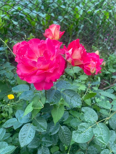 In Vălcineț, Moldova, this image captures a close-up of several vibrant fuchsia roses in bloom. The roses are in various stages of opening, with the largest bloom in the foreground displaying layered petals transitioning from a deep fuchsia at the edges to a lighter pink and yellow at the center. Several other rose blooms are visible behind it, some still partially closed. The rose bushes are abundant with dark green leaves, many of which are glistening with water droplets, suggesting recent rain. A small yellow flower is spotted amongst the greenery in the lower left of the frame. In the background, a dark wire fence is visible, separating the rose garden from a backdrop of lush, out-of-focus greenery. The overall scene evokes a sense of natural beauty and recent moisture in a garden setting.