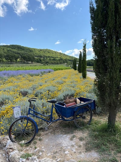 A blue cargo bicycle with a blue cart is parked on a dirt path in front of a field of yellow and purple flowers. The bicycle has two wheels, a black seat, and handlebars. The cart is attached to the back of the bicycle and is filled with three bags and a straw hat. The field of flowers is bordered by a line of tall green trees. In the background, there is a green hill covered with trees. The sky is blue with scattered white clouds. A sign with text in Russian is attached to the front of the bicycle. The location is Semogorskiy, Russia.