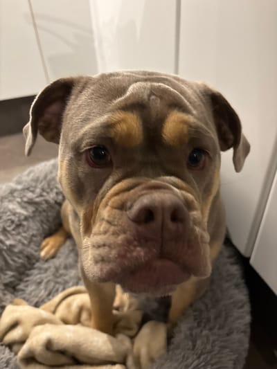 A close-up, low-angle shot focuses on a wrinkly, light brown dog. Its large nose and eyes are prominent, and the dog is lying in a plush, gray bed, partially covered by a beige blanket. The background includes a white wall and a dark area. The dog's ears are floppy and its expression is inquisitive, looking directly at the camera.