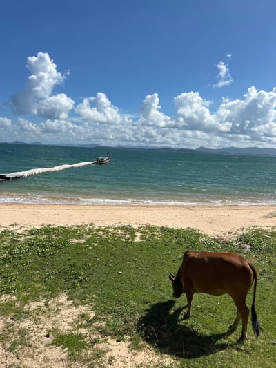 In Pakhlok, Thailand, a brown cow grazes on a grassy embankment overlooking a sandy beach and the ocean. The water is a deep teal color, with gentle waves lapping at the shore. In the distance, a long, white floating walkway stretches out into the sea, leading to a small wooden boat. The sky above is a vibrant blue, dotted with fluffy white clouds. The scene is bathed in bright sunlight, casting a distinct shadow from the cow onto the grass.
