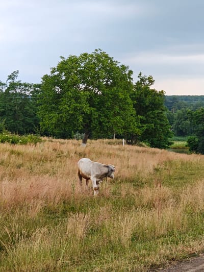 In Khrinivka, Ukraine, a light-colored cow with brown markings stands in a field of tall, dry grass. The cow is positioned in the lower-middle section of the frame, facing to the right. Behind the cow, a large, mature tree with lush green foliage dominates the middle ground. The background features a dense forest that extends towards the horizon, with a body of water, possibly a small lake or pond, visible to the right of the tree. The sky above is overcast with pale gray clouds. The overall scene depicts a rural, natural landscape.