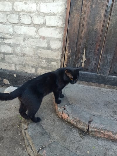 A black cat with yellow eyes stands on a cracked concrete step in front of a weathered wooden door. The cat is facing to the right, looking down, with its tail extended behind it. The background consists of a rough, grey brick wall. The ground is a mix of concrete and dirt, with some small stones and debris scattered around. The scene appears to be outdoors, possibly in a rural or older urban setting, given the worn materials and the rustic door. The lighting suggests it could be daytime, with some shadow play. There are no people or visible text in the image.